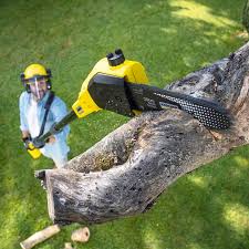 Best Hazardous Tree Removal  in Traer, IA