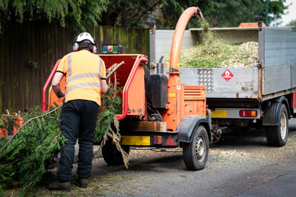 Best Tree Removal  in Traer, IA