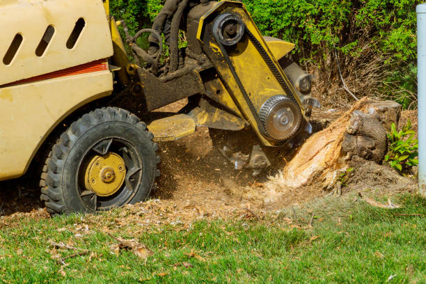 How Our Tree Care Process Works  in  Traer, IA