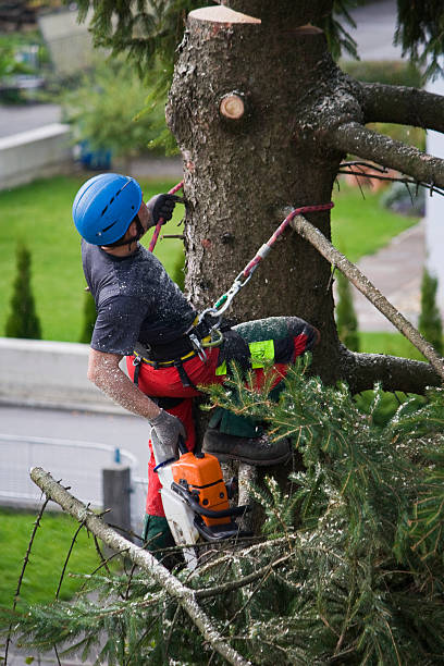 Best Tree Cabling and Bracing  in Traer, IA