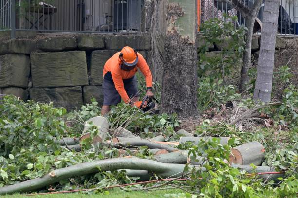 Best Tree Risk Assessment  in Traer, IA