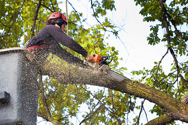 Best Tree Disease Treatment  in Traer, IA