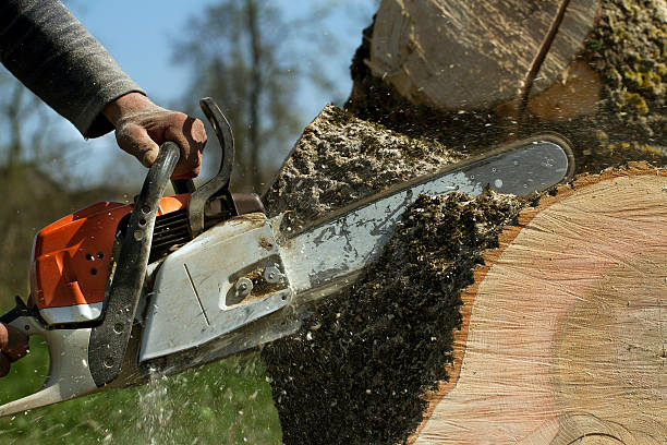  Traer, IA Tree Removal Pros